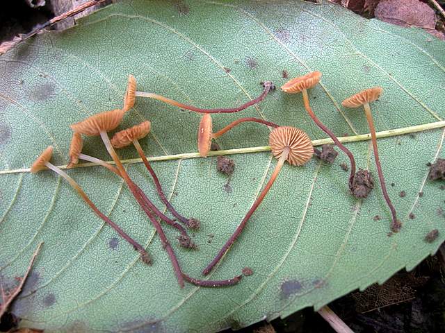 Conocybe horakii      Watling & G.M. Taylor